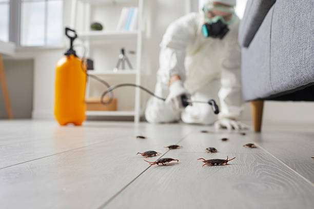 Commercial Rodent Management in Bertram